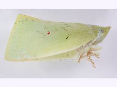 Colgar rufostigmatum