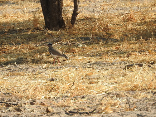 Vanellus coronatus