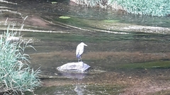 Ardea cinerea