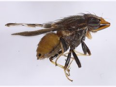 Cephaloconus tenebrosus