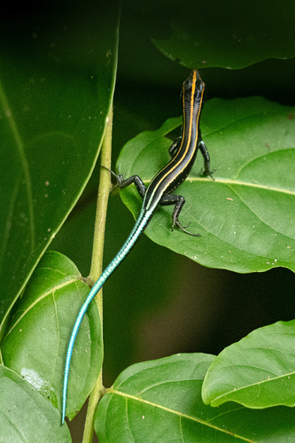 Emoia caeruleocauda observed 2024-11-05