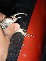 Aspidoscelis sackii sackii