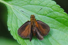 Iambrix salsala luteipalpis