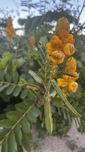 Candelabra Bush