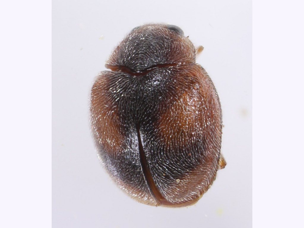 Scymnus mitior