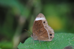 Mycalesis anaxias