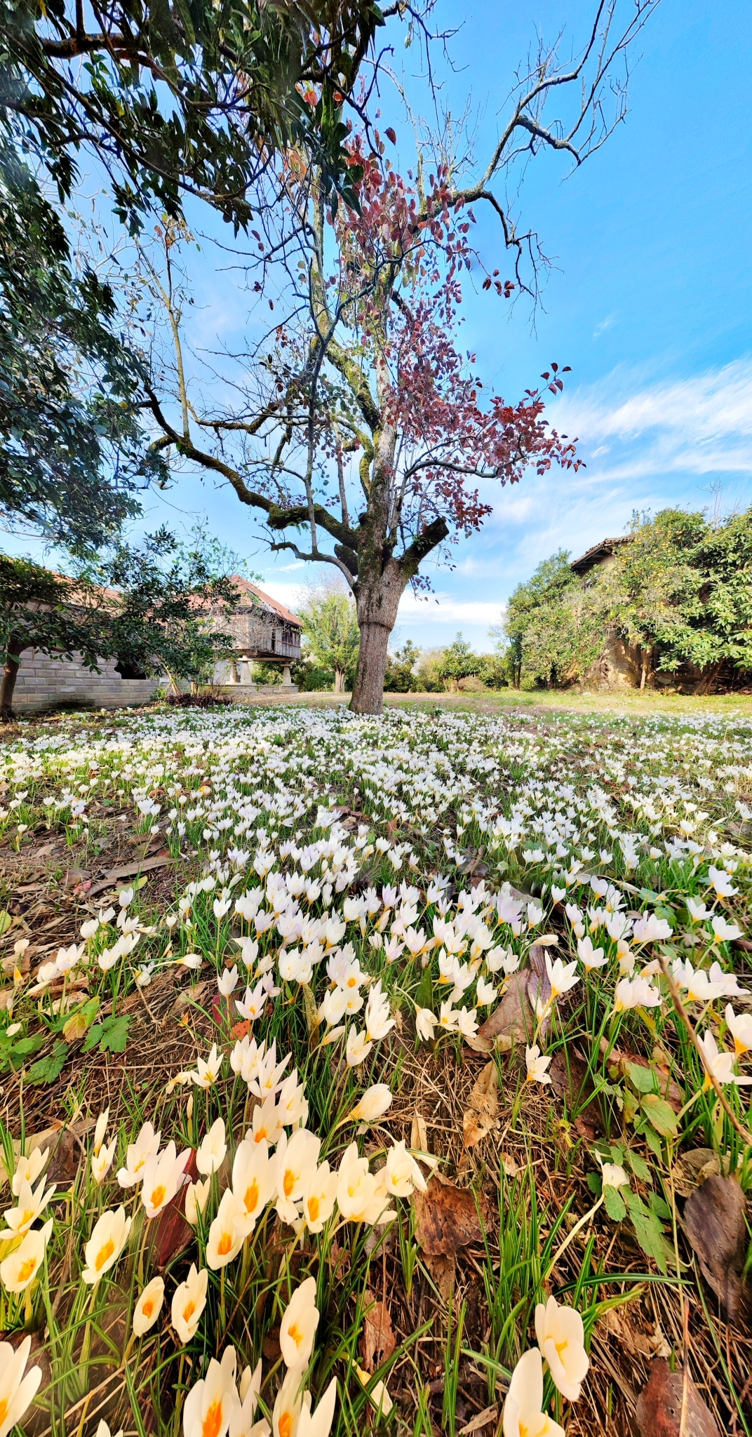 زعفران خزری (Crocus caspius)