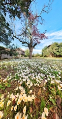 Crocus caspius, photograph (c) Emad Tahaei, some rights reserved (CC BY)