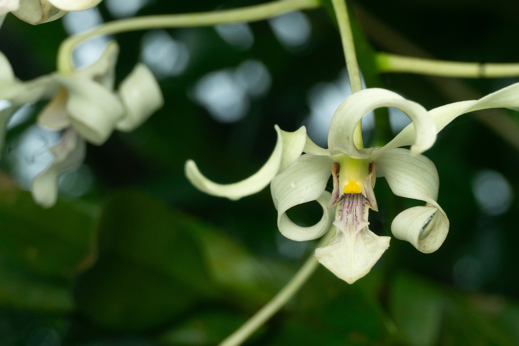 Dendrobium gouldii Rchb.f. 2