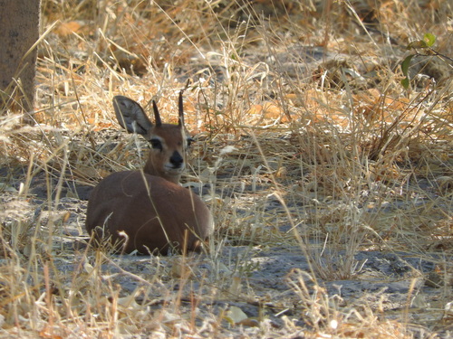 Raphicerus campestris