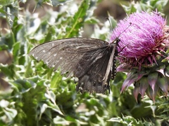 Papilio polyxenes