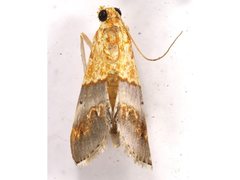 Tetracona amathealis
