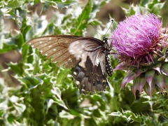 Papilio polyxenes