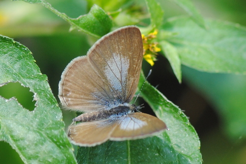 Common Line Blue Common Line Blue | Native Nature