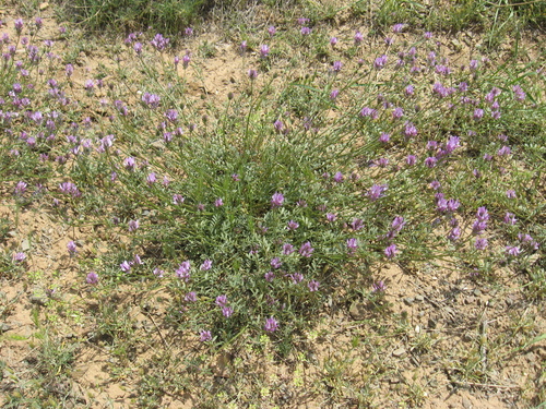 Astragalus effusus