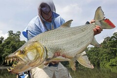 Giant Tigerfish photo 1
