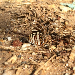 Dynamine postverta mexicana