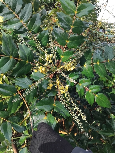 Image of Berberis japonica by (c) Owen and Carol Fawcett., some rights reserved (CC BY)