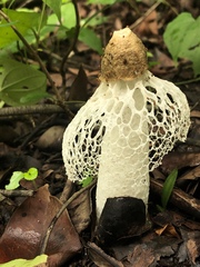 Phallus atrovolvatus