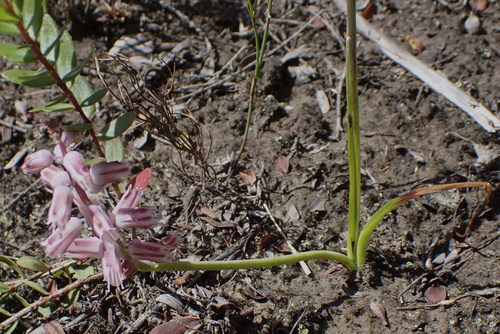Image of Lachenalia youngii by (c) Karen Eichholz, some rights reserved (CC BY)