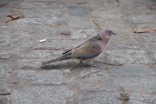 Tórtola senegalesa (Spilopelia senegalensis)