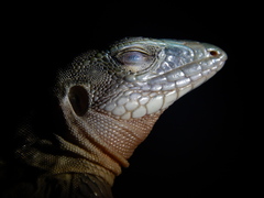 Aspidoscelis sackii sackii