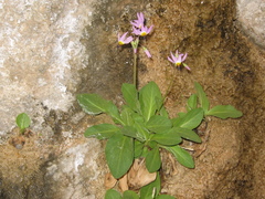 Primula pauciflora zionensis