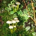 Mycena epipterygia (Mycena epipterygia)