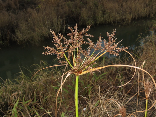 Cyperus exaltatus iNat (1)