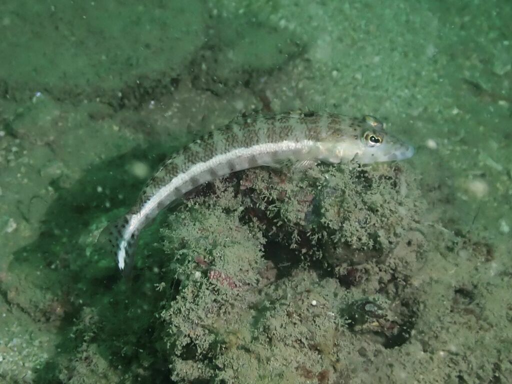 Grubfish (Parapercis xanthozona) — Pinguipedidae