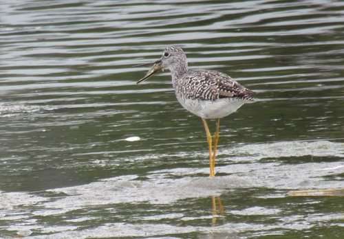 Archibebe patigualdo grande (Tringa melanoleuca)