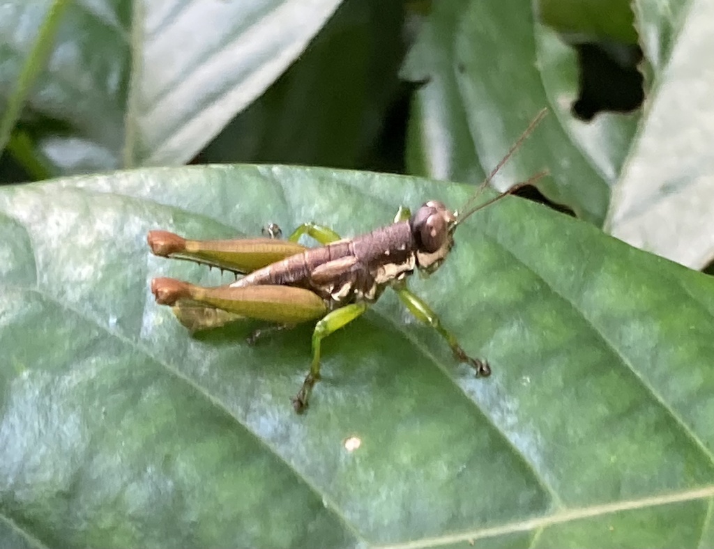 Pteropera meridionalis