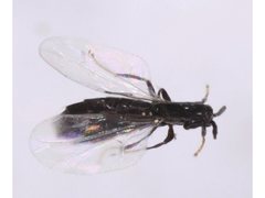 Swammerdamella