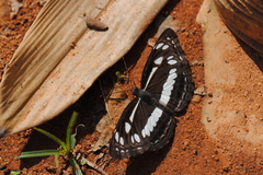 Neptis jumbah nalanda