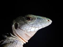 Aspidoscelis sackii sackii