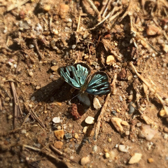 Dynamine postverta mexicana