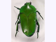 Ischiopsopha wallacei