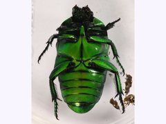 Ischiopsopha wallacei