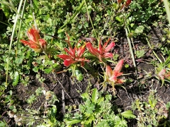 Castilleja moranensis