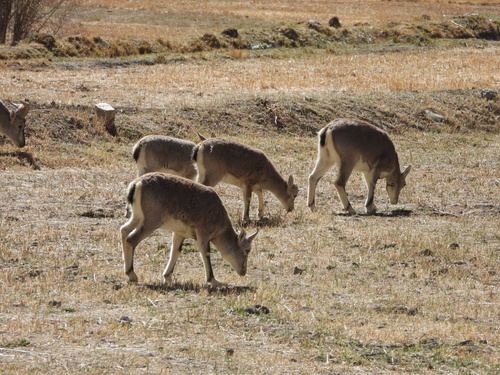 Bharal