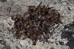Kolombatovic's Long-Eared Bat photo 2