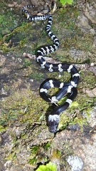 Butler's Wolf Snake photo 2