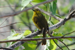 Iole indica