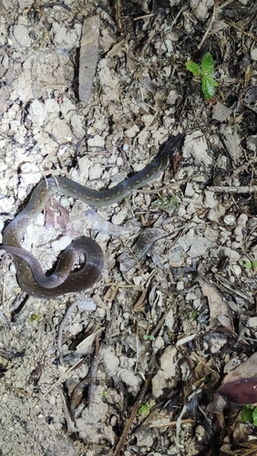 Chan-ard Mountain Reed Snake