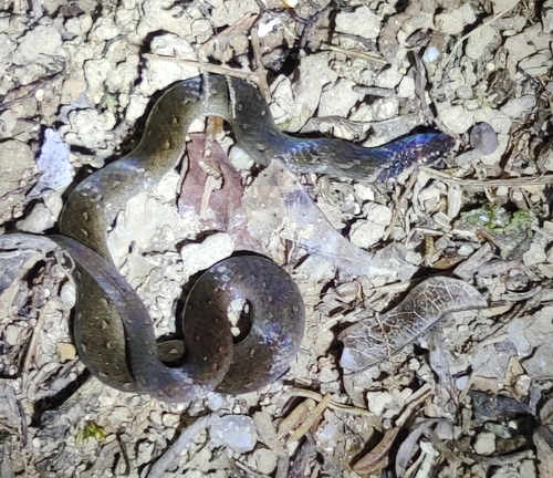 Chan-ard Mountain Reed Snake