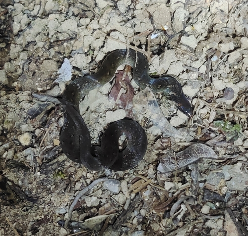 Chan-ard Mountain Reed Snake