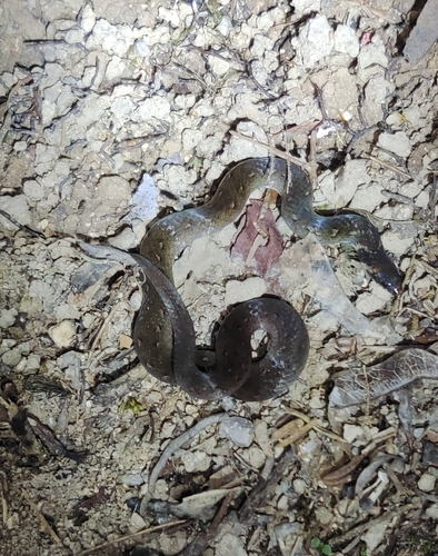 Chan-ard Mountain Reed Snake