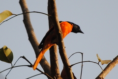 Pericrocotus flammeus