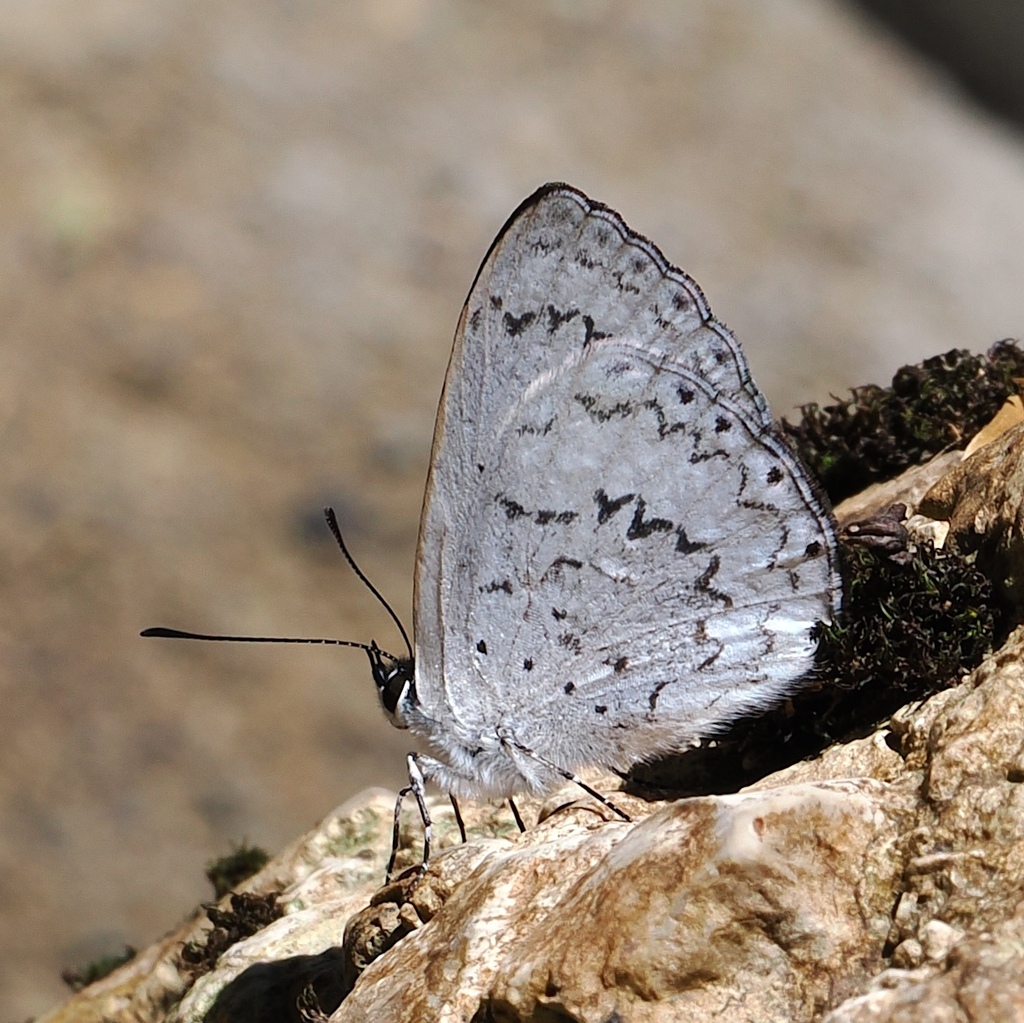 Eirmocides neurapacuna
