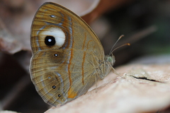 Mycalesis junonia